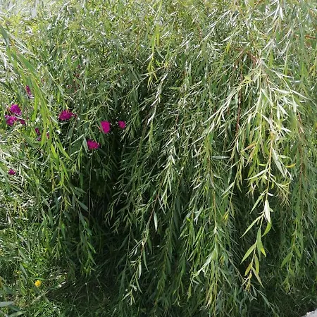 Hébergement de vacances Csillag Repashuta